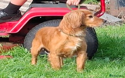 Cocker Spaniel dogs for sale: Working type cocker spaniel boys - Image 24