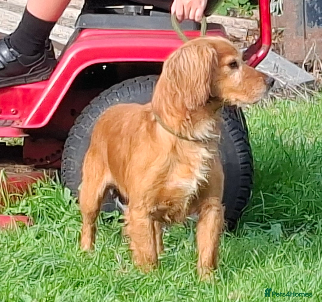Cocker Spaniel dogs for sale: Working type cocker spaniel boys - Image 24