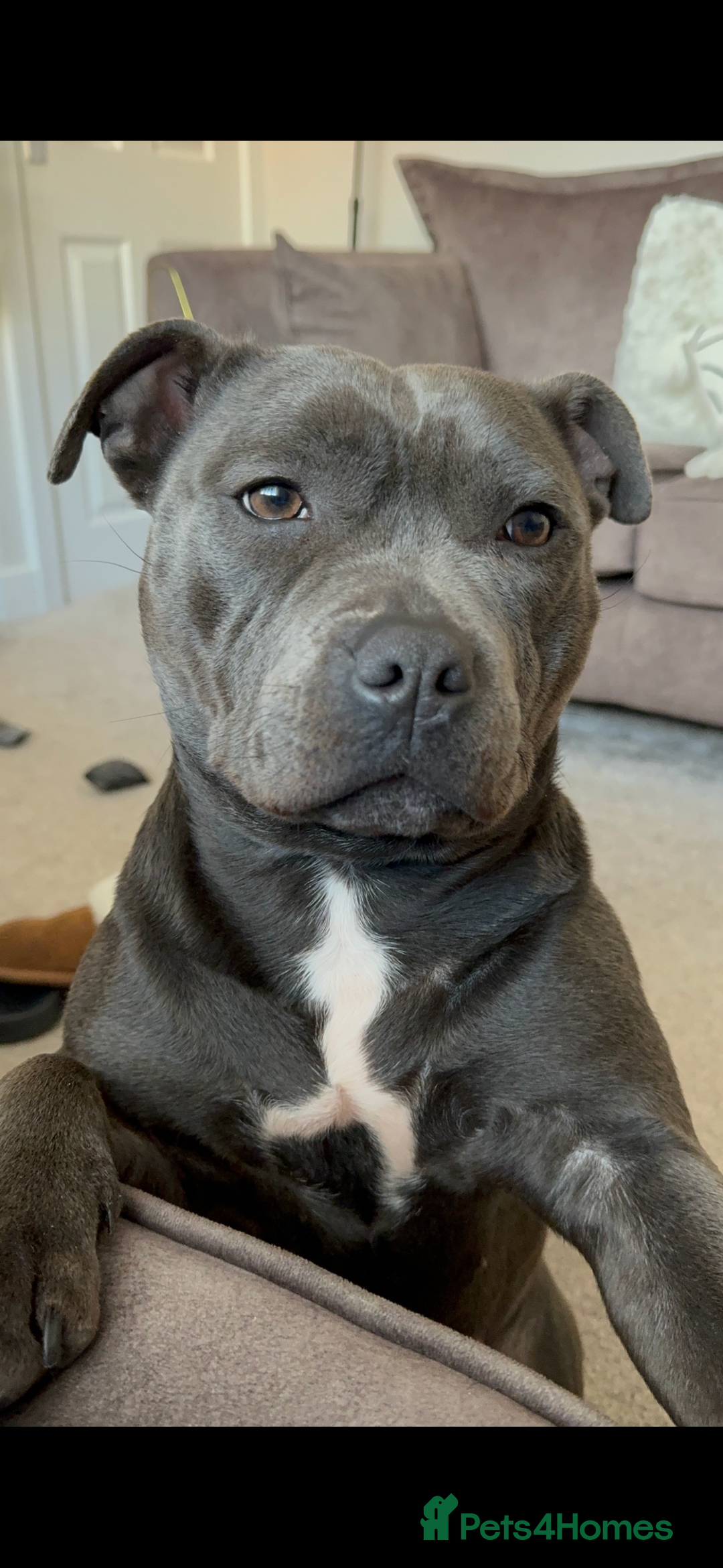 Staffordshire Bull Terrier dogs for sale: Blue Staffordshire bull terrier re homing  - Advert 1