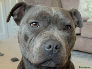 Staffordshire Bull Terrier dogs Blue Staffordshire bull terrier re homing - Advert 2