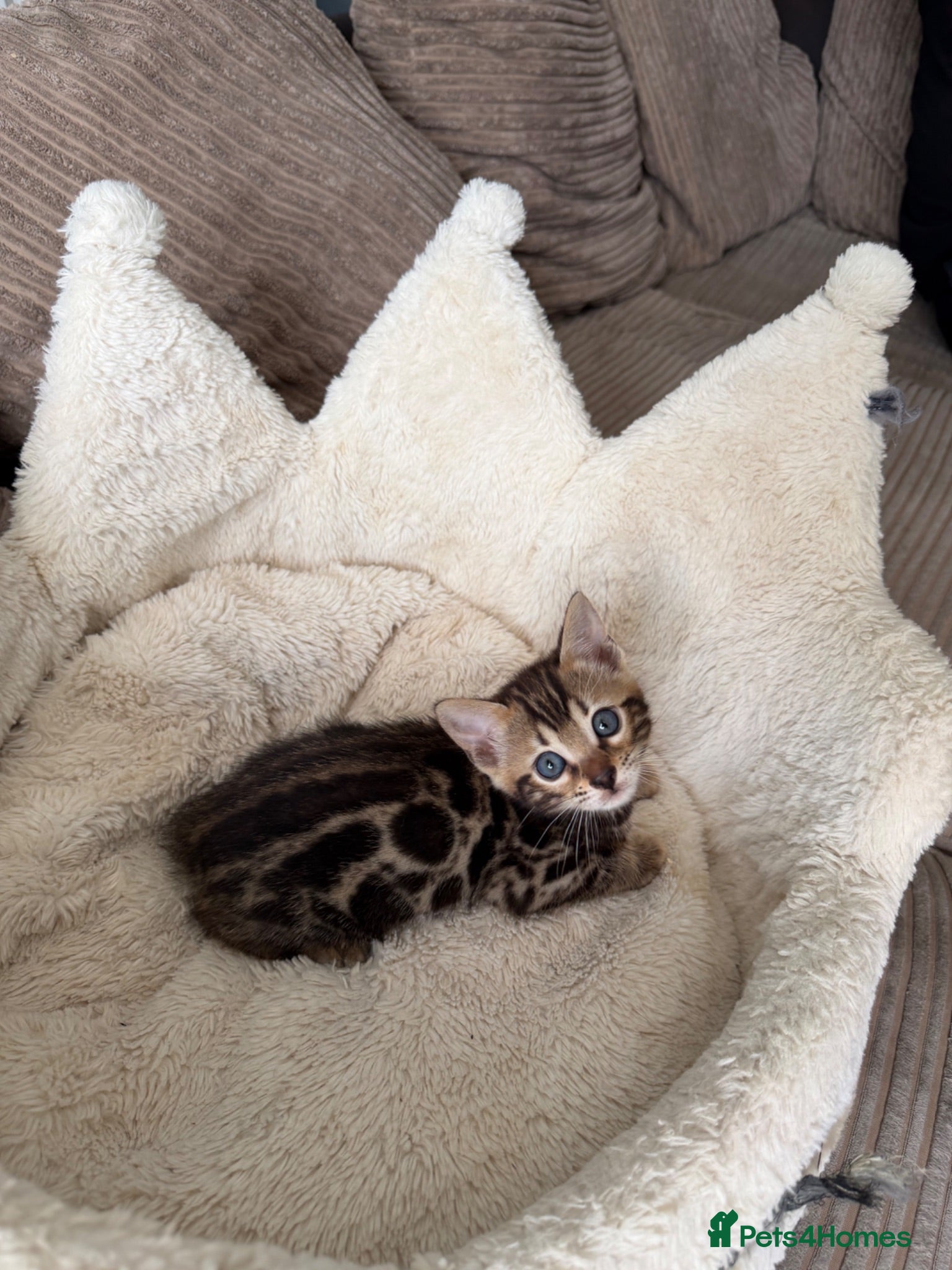 Bengal cats TICA pure breed Bengal kittens available.  - Advert 1