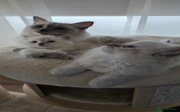 Ragdoll cats for sale: 🐾🌸STUNNING KITTENS| ONE LEFT!|🌸🐾 - Image 2