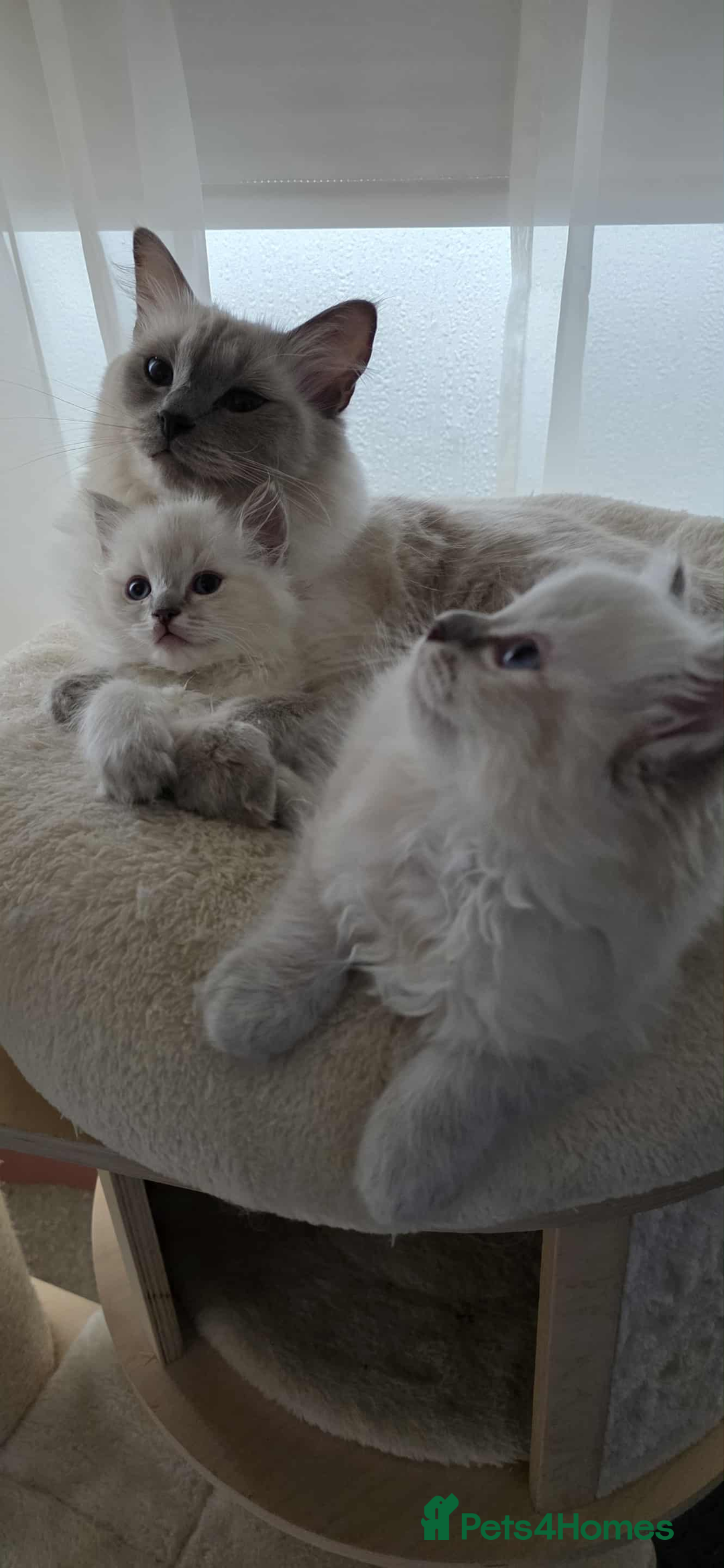 Ragdoll cats for sale: 🐾🌸STUNNING KITTENS| ONE LEFT!|🌸🐾 - Image 2