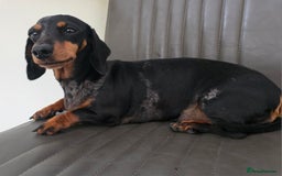 Miniature Dachshund dogs for sale: Beautiful Silver dapple girl. RETIREMENT  - Image 1