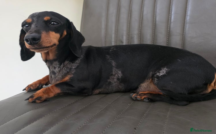 Miniature Dachshund dogs - Advert 5