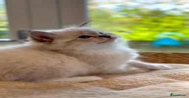 Ragdoll cats GCCF Registered. Grand Champion Bloodlines. - Advert 10