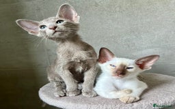 Oriental cats for sale: Oriental and Siamese kittens GCCF reg - Image 17