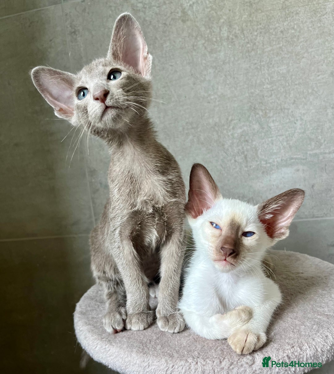 Oriental cats for sale: Oriental and Siamese kittens GCCF reg - Image 17