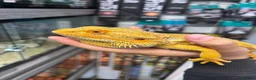 Bearded Dragon reptiles for sale: MALE bearded dragon  - Advert 3