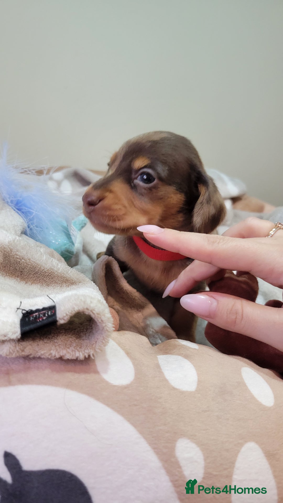 Miniature Dachshund dogs for sale: Kc Miniature  Dachshund  - Advert 6