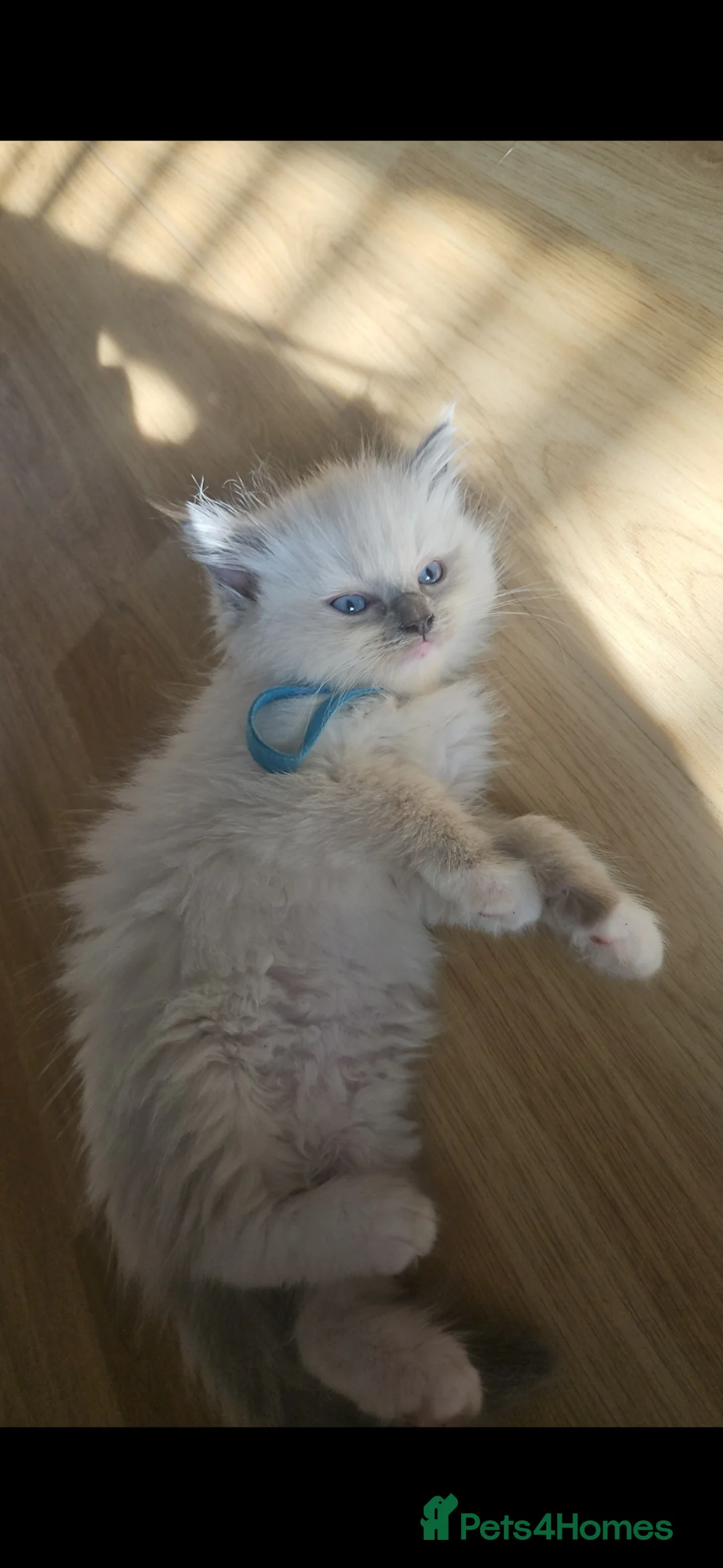 Ragdoll cats for sale: Ragdoll kittens  - Advert 1