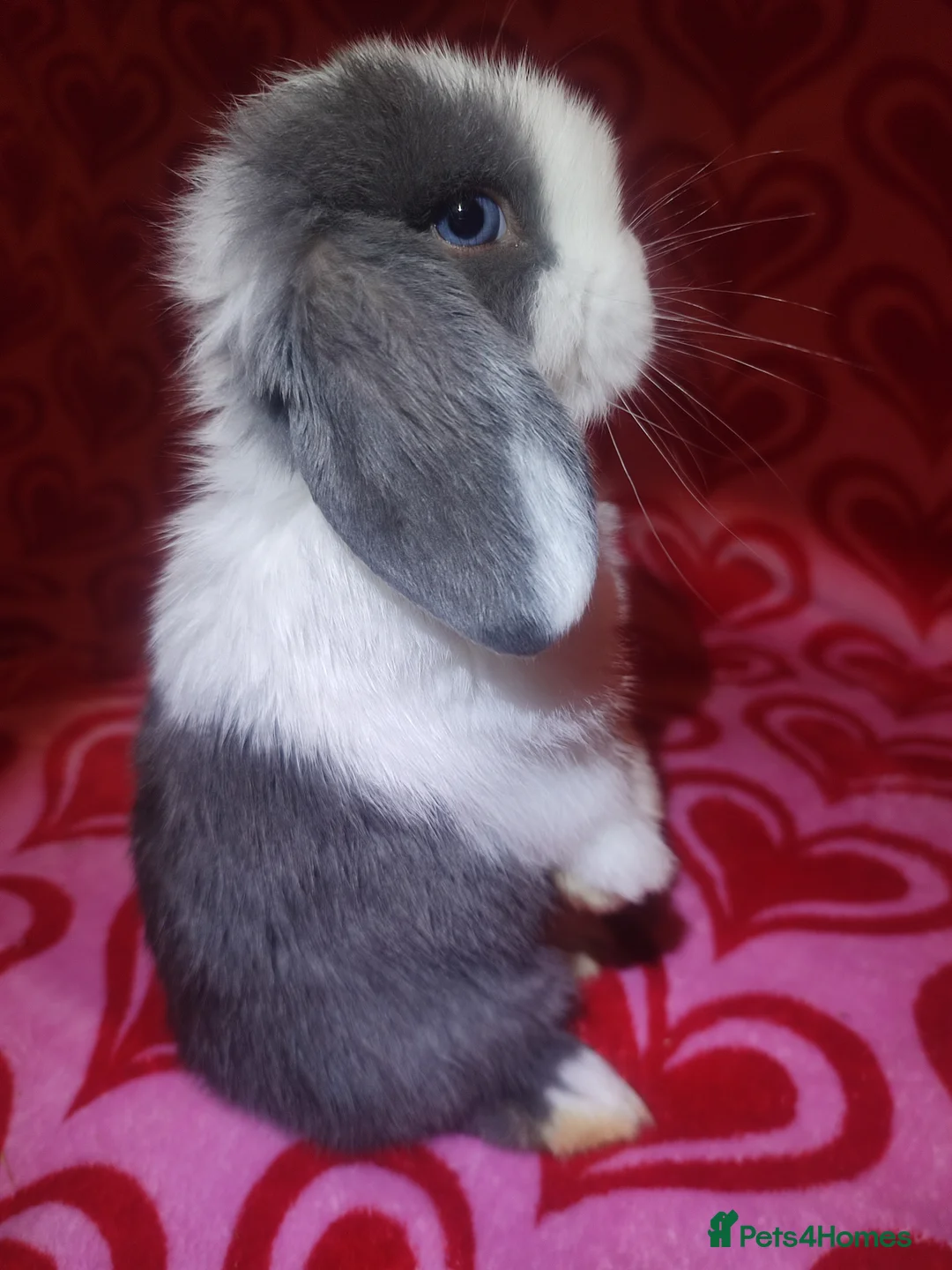 Mini Lop rabbits for sale: Gorgeous baby mini lops - Advert 2
