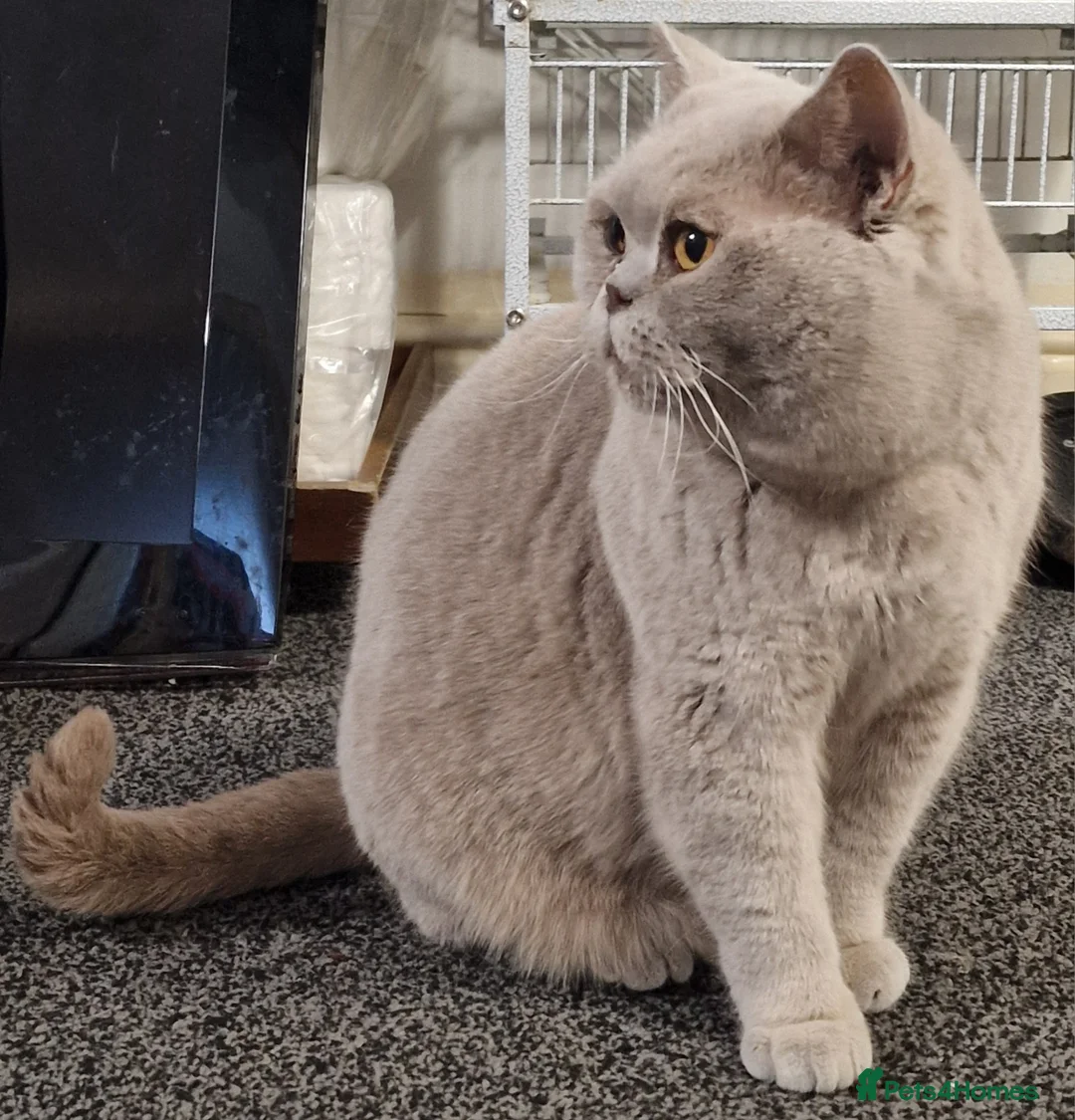 British Shorthair cats for sale: Female Lilac British Shorthair  - Advert 4