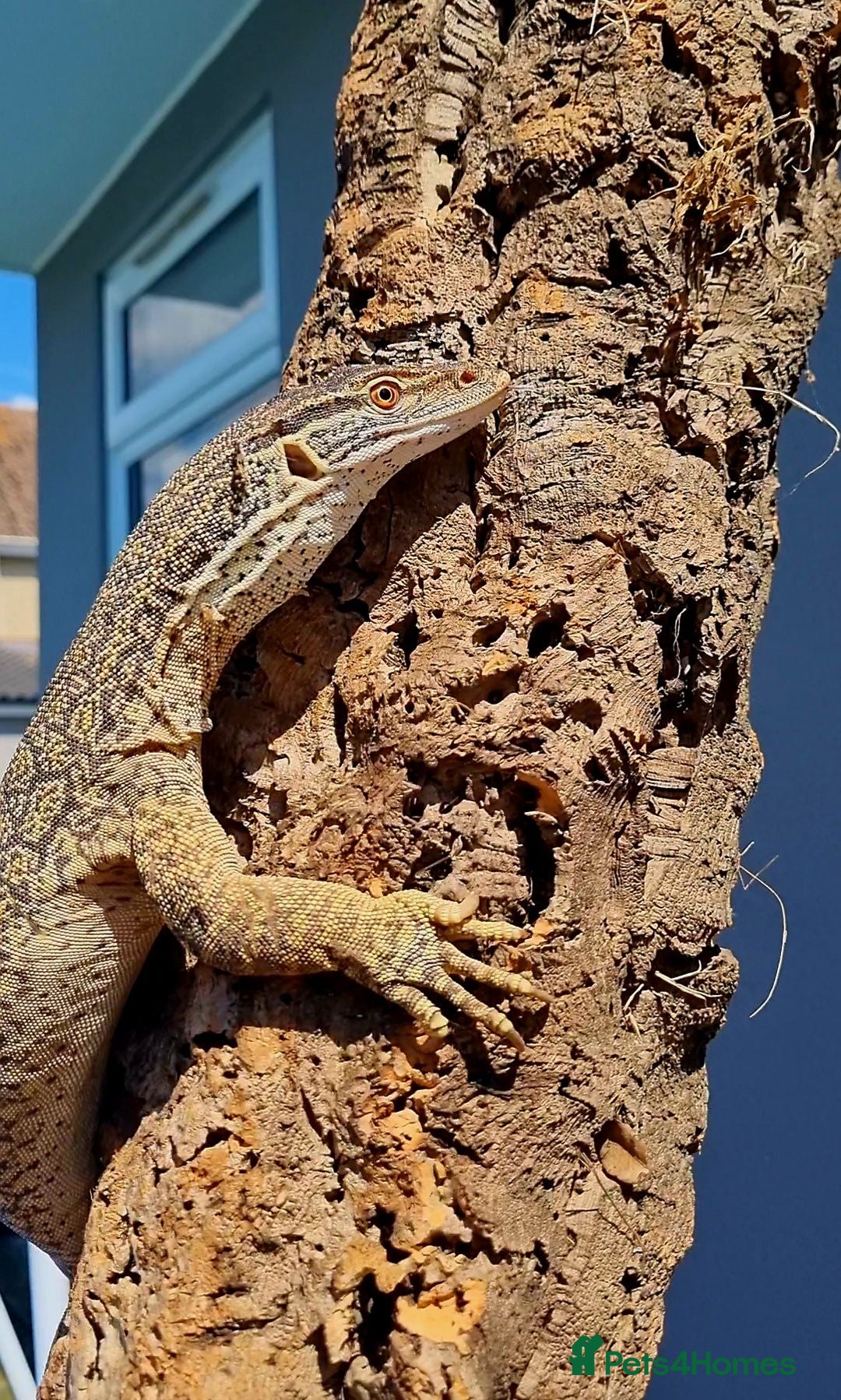 Monitor reptiles Varanus flavirufus gouldii - Advert 1