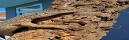Monitor reptiles for sale: Varanus flavirufus gouldii - Advert 1