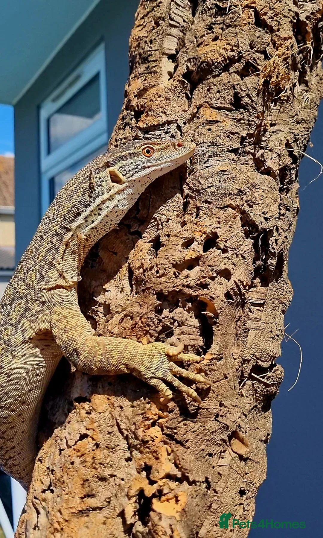 Monitor reptiles for sale: Varanus flavirufus gouldii - Advert 1
