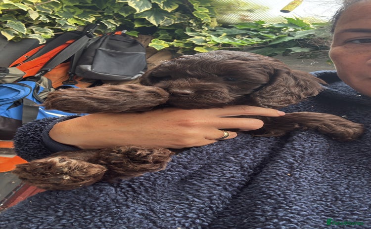 Cockapoo dogs - Advert 13