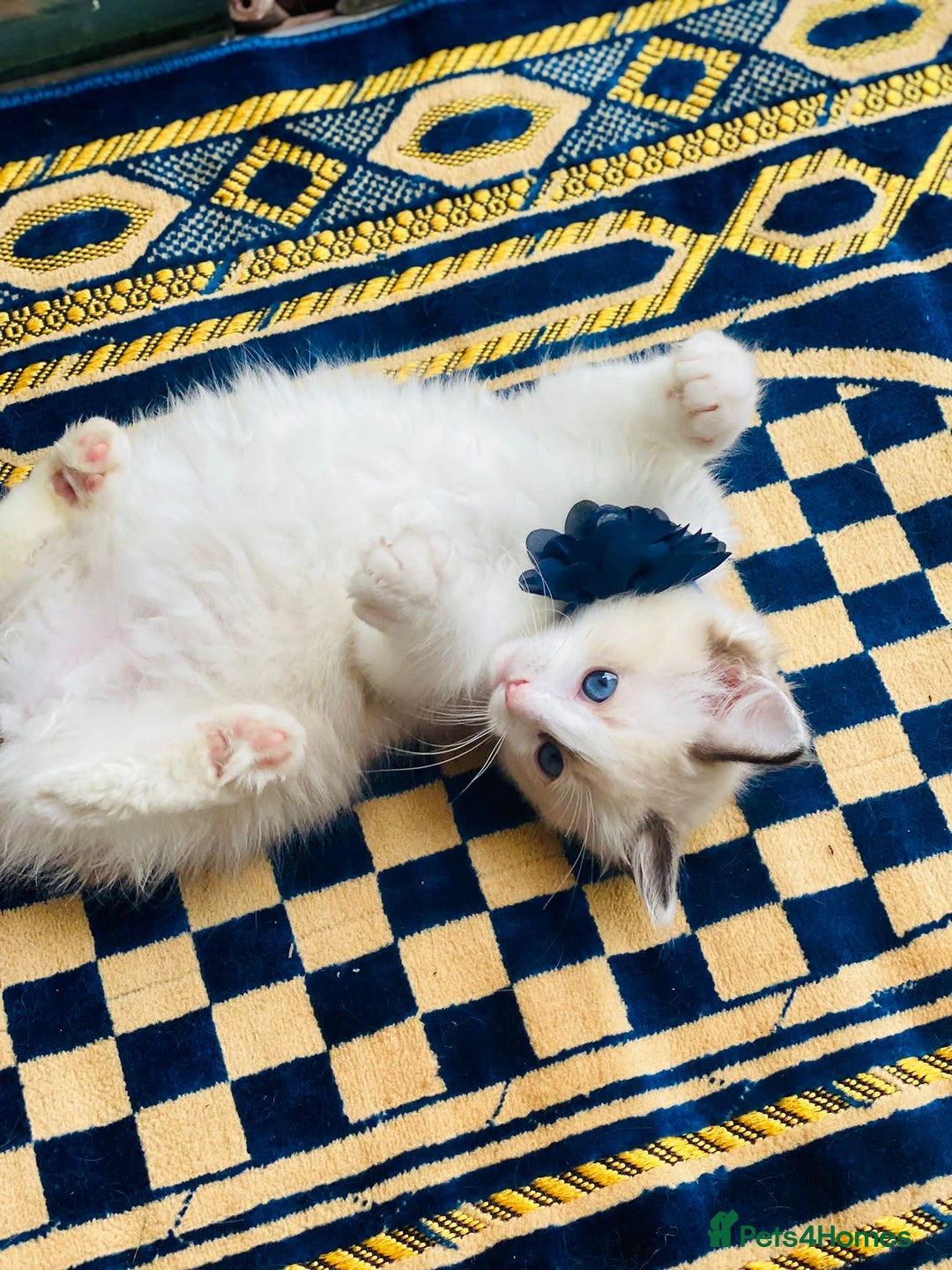 Ragdoll cats for sale: Pure Stunning Ragdoll Kittens - Image 11