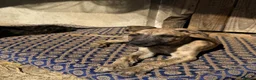 Lurcher dogs for sale: Stunning Brindle Lurcher Puppies  - Advert 10