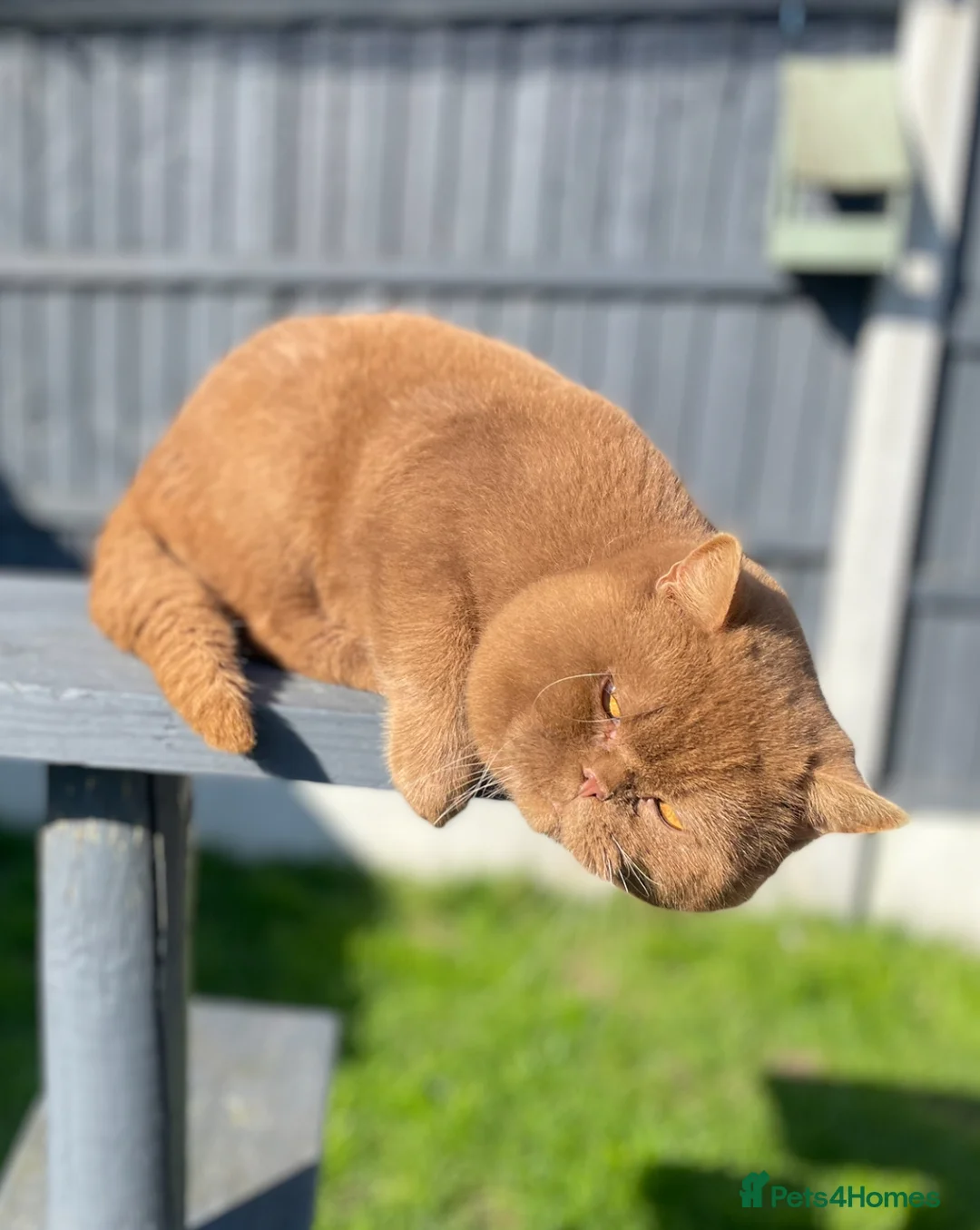 British Shorthair cats for stud: 🔥🐻 GCCF TICA  CINNAMON TEDDY BEAR FOR STUD🔥 in Derby - Advert 9