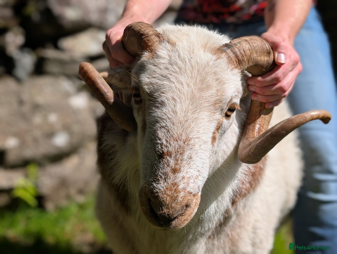 Sheep livestock for sale: Welsh Mountain Ram - Image 4