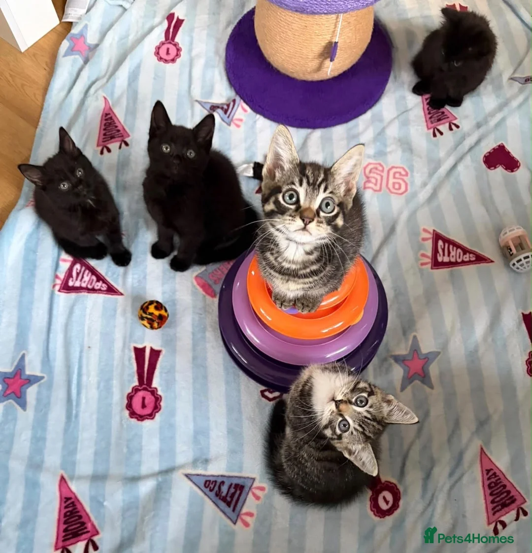 Mixed Breed cats for sale: 5 Beautiful kittens for sale - Advert 2