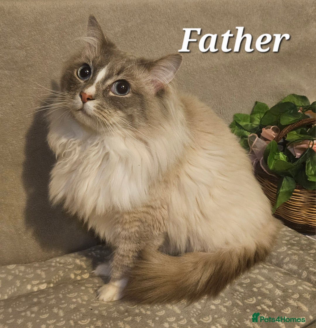 Mixed Breed cats for sale: 6 cute blue-eyed Ragdoll and BSH mix kittens  - Advert 28