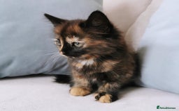 Maine Coon cats for sale: Maine Coon Kittens - Image 3