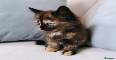 Maine Coon cats - Advert 3