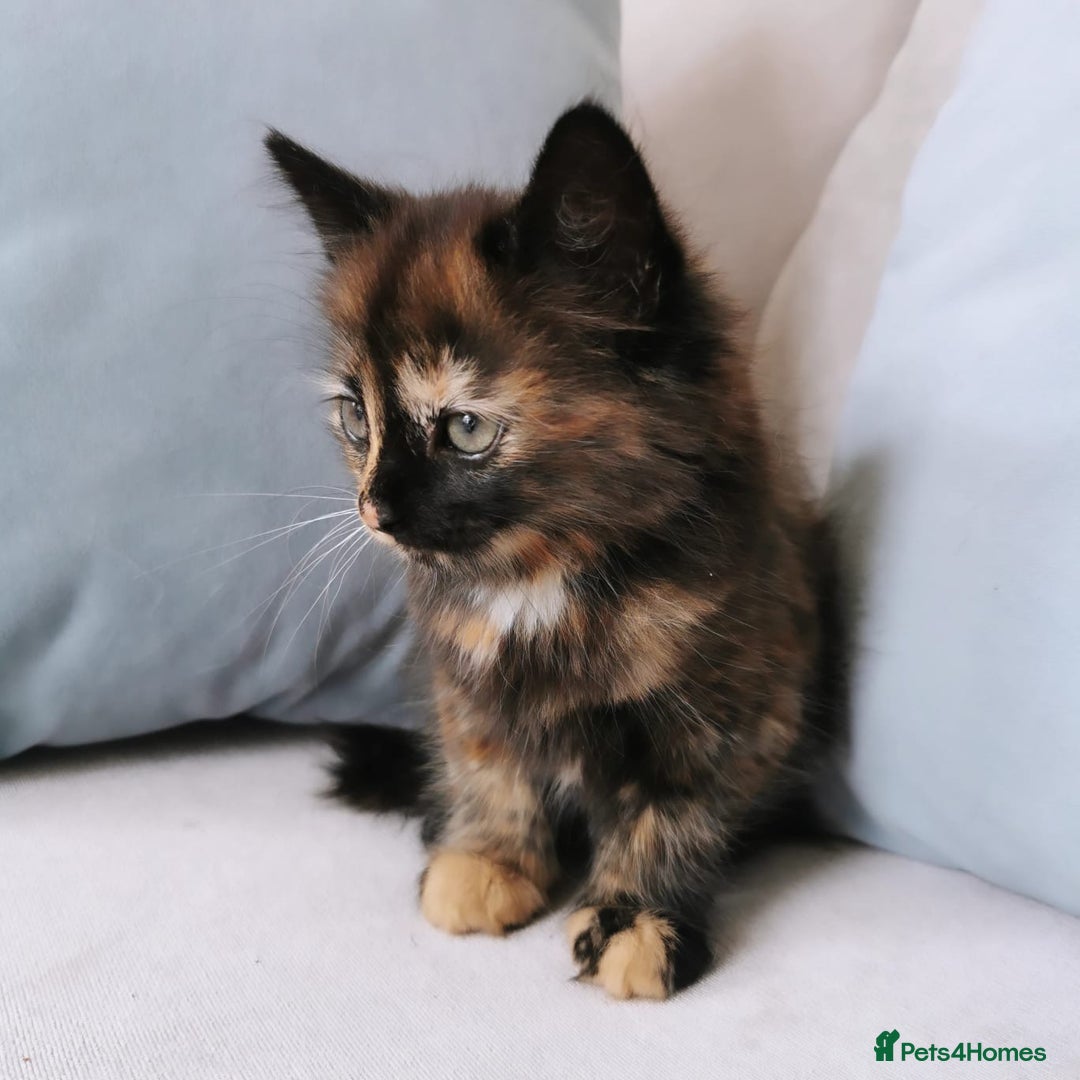 Maine Coon cats for sale: Maine Coon Kittens - Image 3