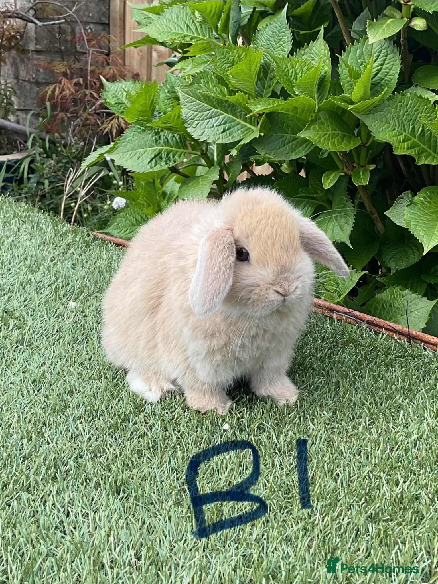 Mini Lop rabbits Pure bred mini lop baby Rabbits. - Advert 1