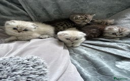 British Shorthair cats for sale: Scottish fold / British short hair  - Image 5
