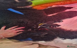 Standard Poodle dogs for sale: Exceptional Health Tested Puppies Due - Advert 4