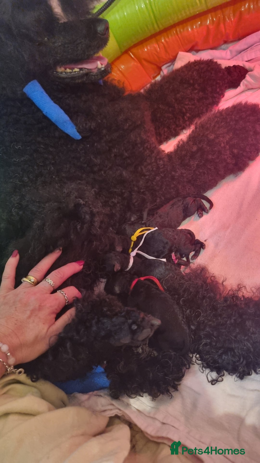 Standard Poodle dogs for sale: Exceptional Health Tested Puppies Due - Advert 4