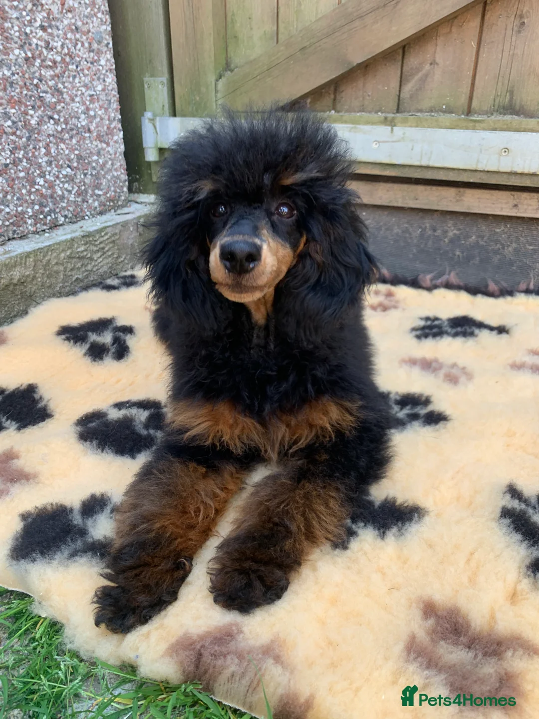 Miniature Poodle dogs for stud: MONKEY! Health tested, phantom poodle proven STUD  in Bacup - Advert 4