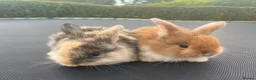 Mini Lop rabbits for sale: Gorgeous baby mini lop boys (bucks) - Advert 4