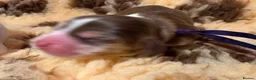 Cocker Spaniel dogs for sale: Perfect puppies bred for health & temperament - Advert 14