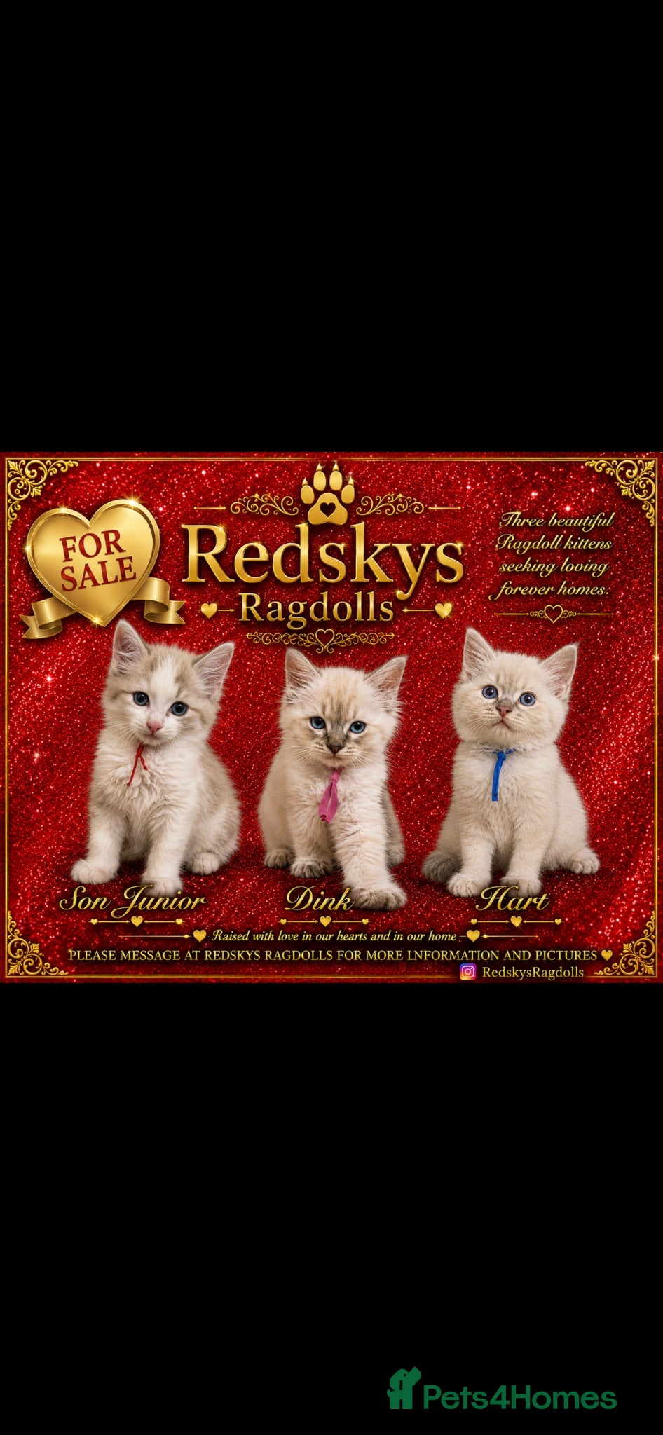 Ragdoll cats Stunning Ragdoll Kittens for Sale - Advert 1