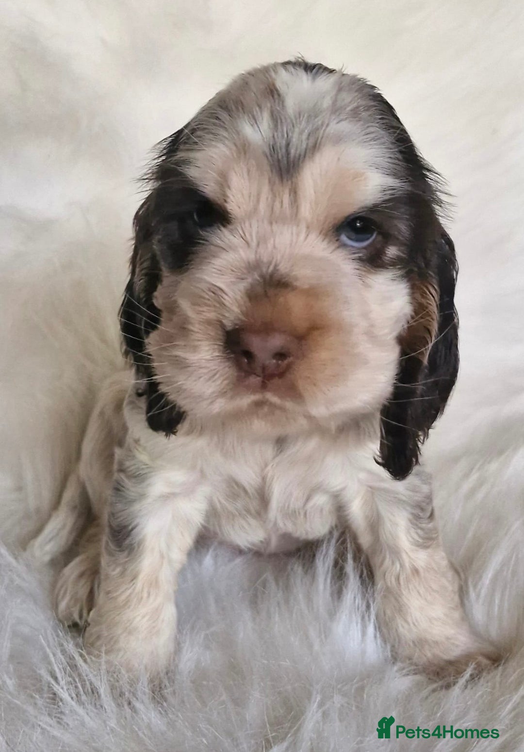 Cocker Spaniel dogs for sale: Lovely show Cocker spaniel puppies 🐶  - Advert 9
