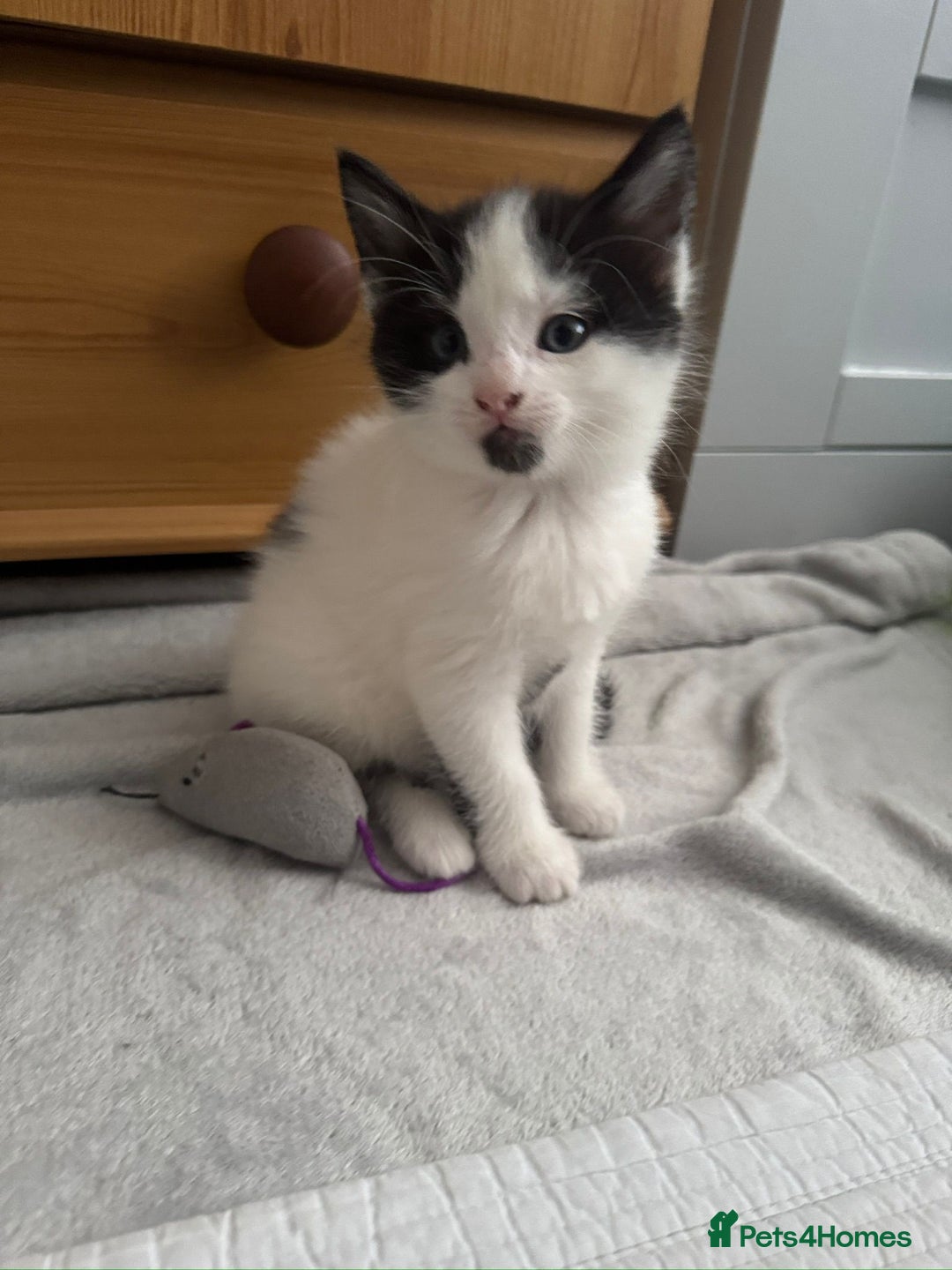 Domestic Shorthair cats for sale: 5 Playful Tuxedo & Black Kittens – Ready Now - Image 20