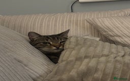 Domestic Shorthair cats for sale: Binx or bonk  - Image 3