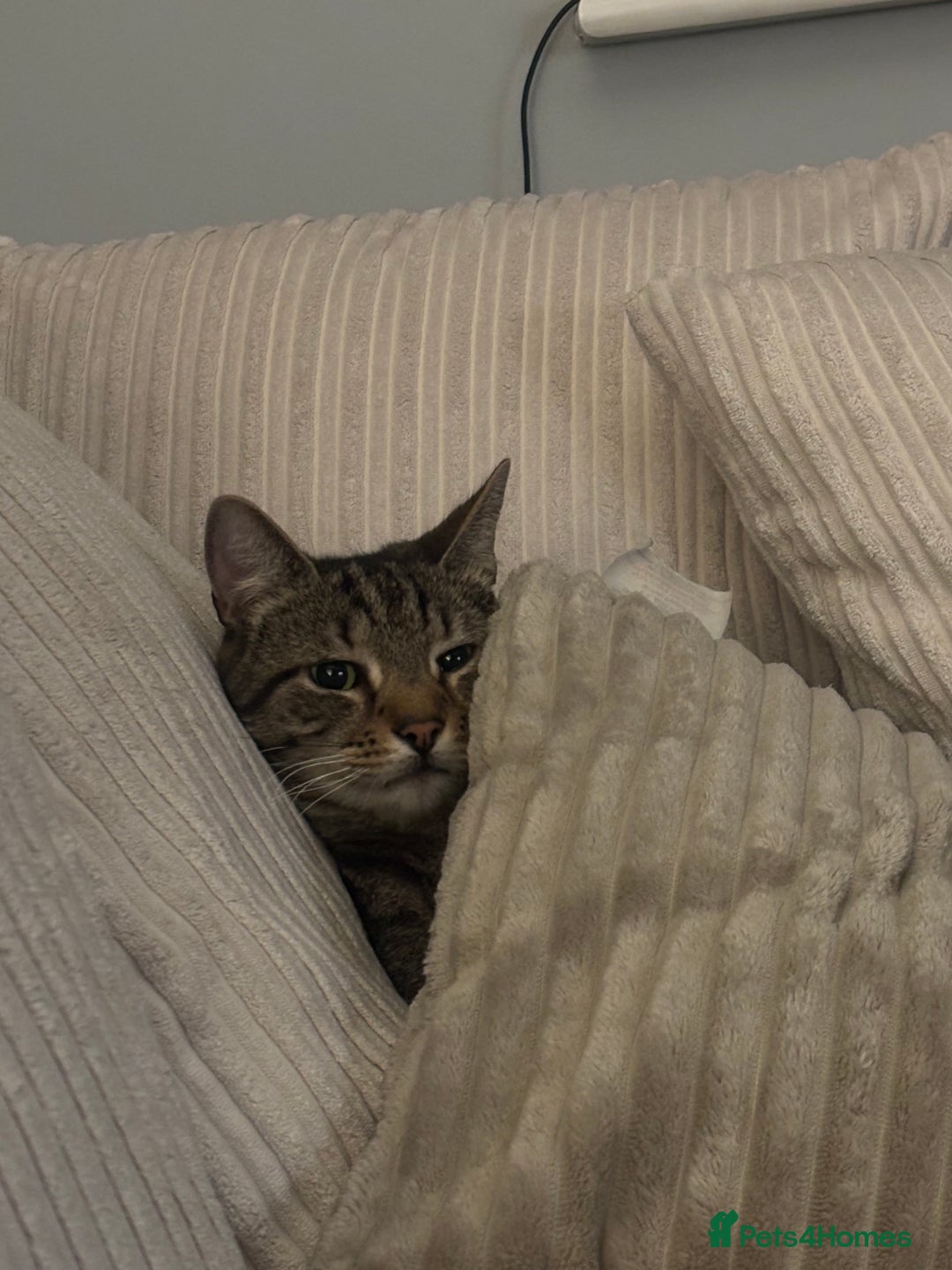 Domestic Shorthair cats for sale: Binx or bonk  - Image 3