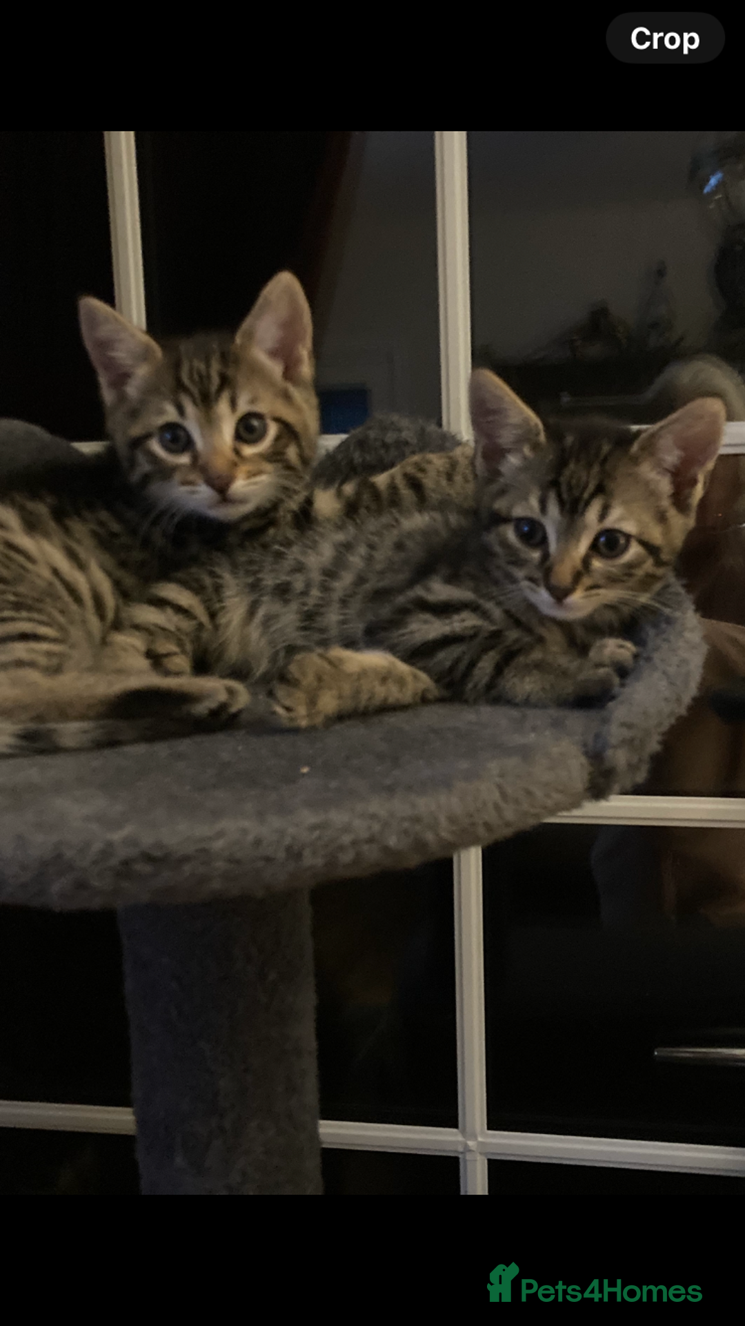 Savannah cats for sale: Beautiful Male Savannah Kitten for sale - Advert 7