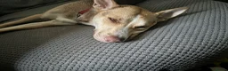 Mixed Breed dogs for sale: Beautiful Husky cross for Rehoming - Advert 5