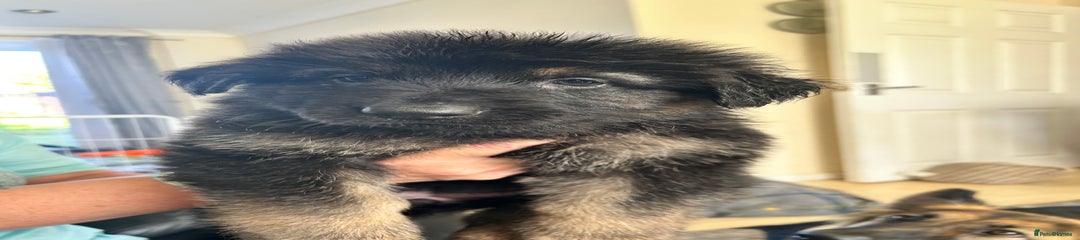  Puppy 4