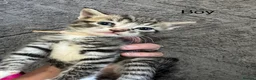 Mixed Breed cats for sale: 6 Beautiful kittens looking for there forever home - Advert 7