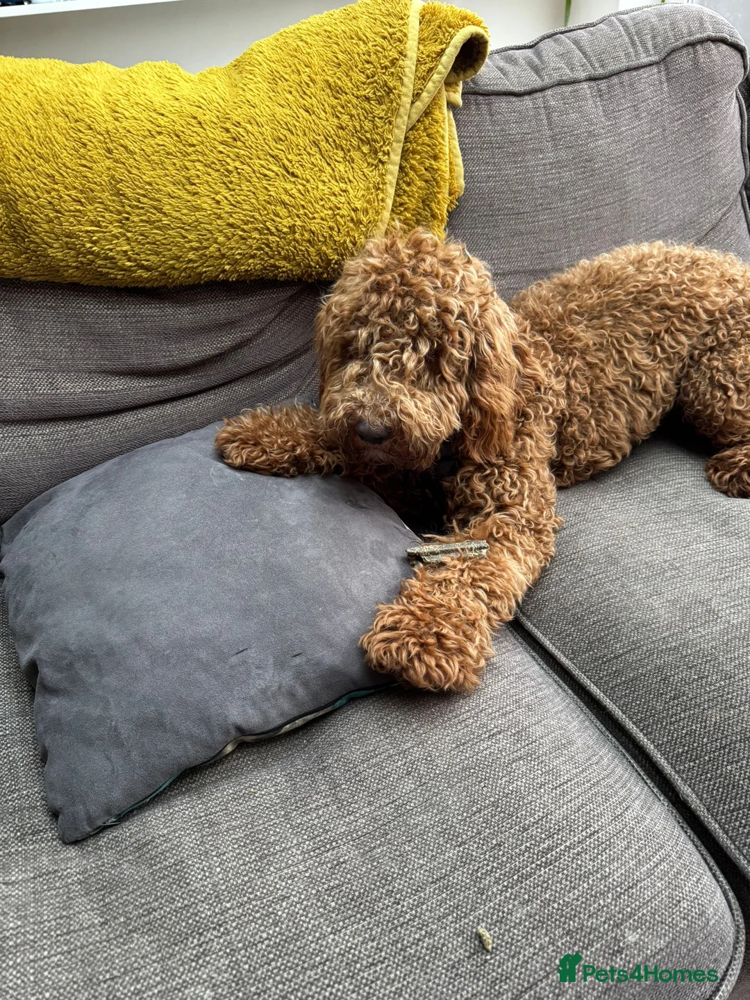 Cockapoo dogs for sale: Cockapoo Red Male in Brighton - Advert 1