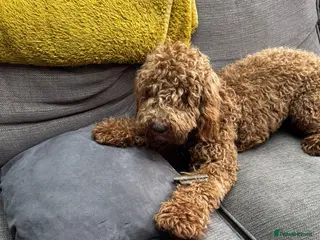 Cockapoo dogs Cockapoo Red Male in Brighton - Advert 1