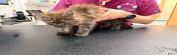 Maine Coon cats for sale: XL MAINE COON EUROPEAN LINES! Ready now!  - Advert 16