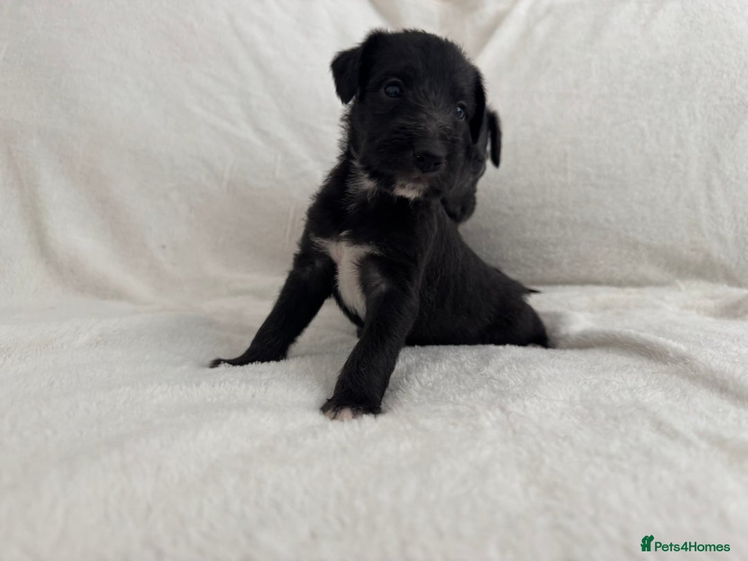 Bedlington Terrier dogs for sale: F1 bedlington terrier x whippet puppies - Image 1